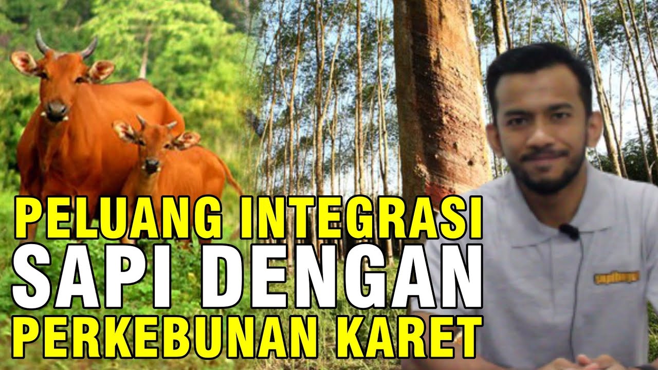 
                                 Pengalaman-Bangkrut-Beternak-Sapi-Integrasi-Perkebunan-Karet-Di-Aceh